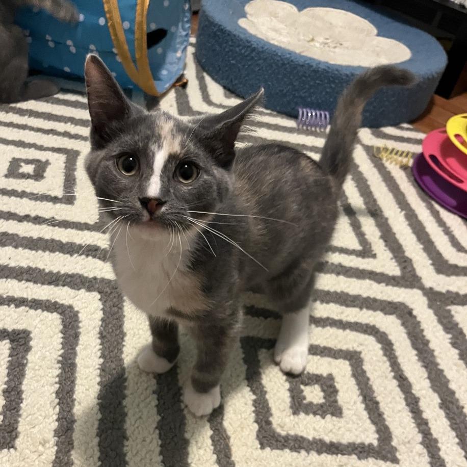 Enlarge Jolene, a Adoptable Domestic Short Hair in Gibsonia, PA image 4/6