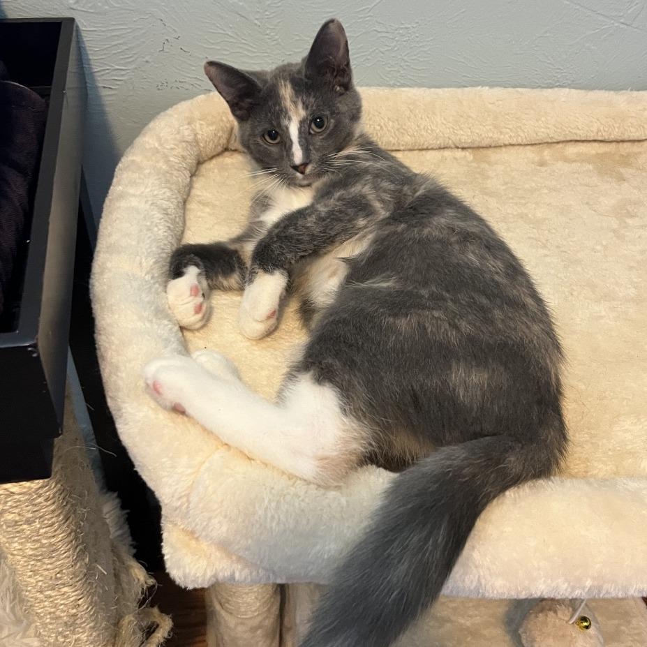 Enlarge Jolene, a Adoptable Domestic Short Hair in Gibsonia, PA image 5/6