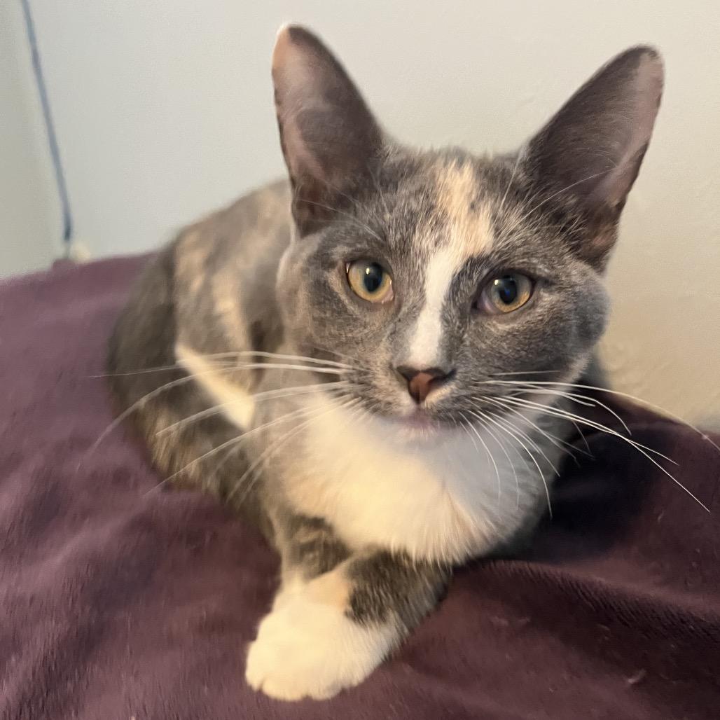 Enlarge Jolene, a Adoptable Domestic Short Hair in Gibsonia, PA image 6/6