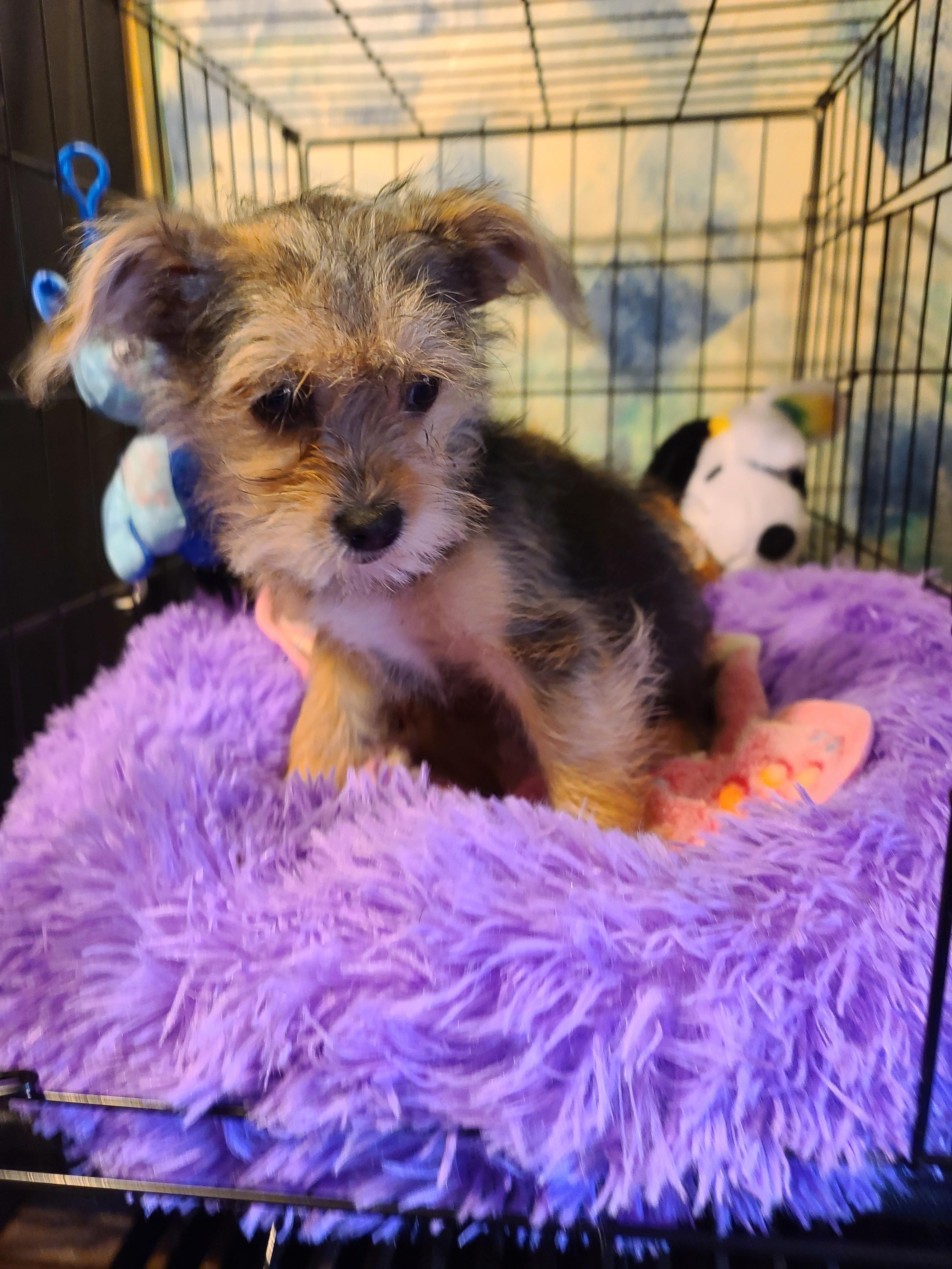 Enlarge Dixie, a Adoptable mixed breed in Murphys, CA image 5/5