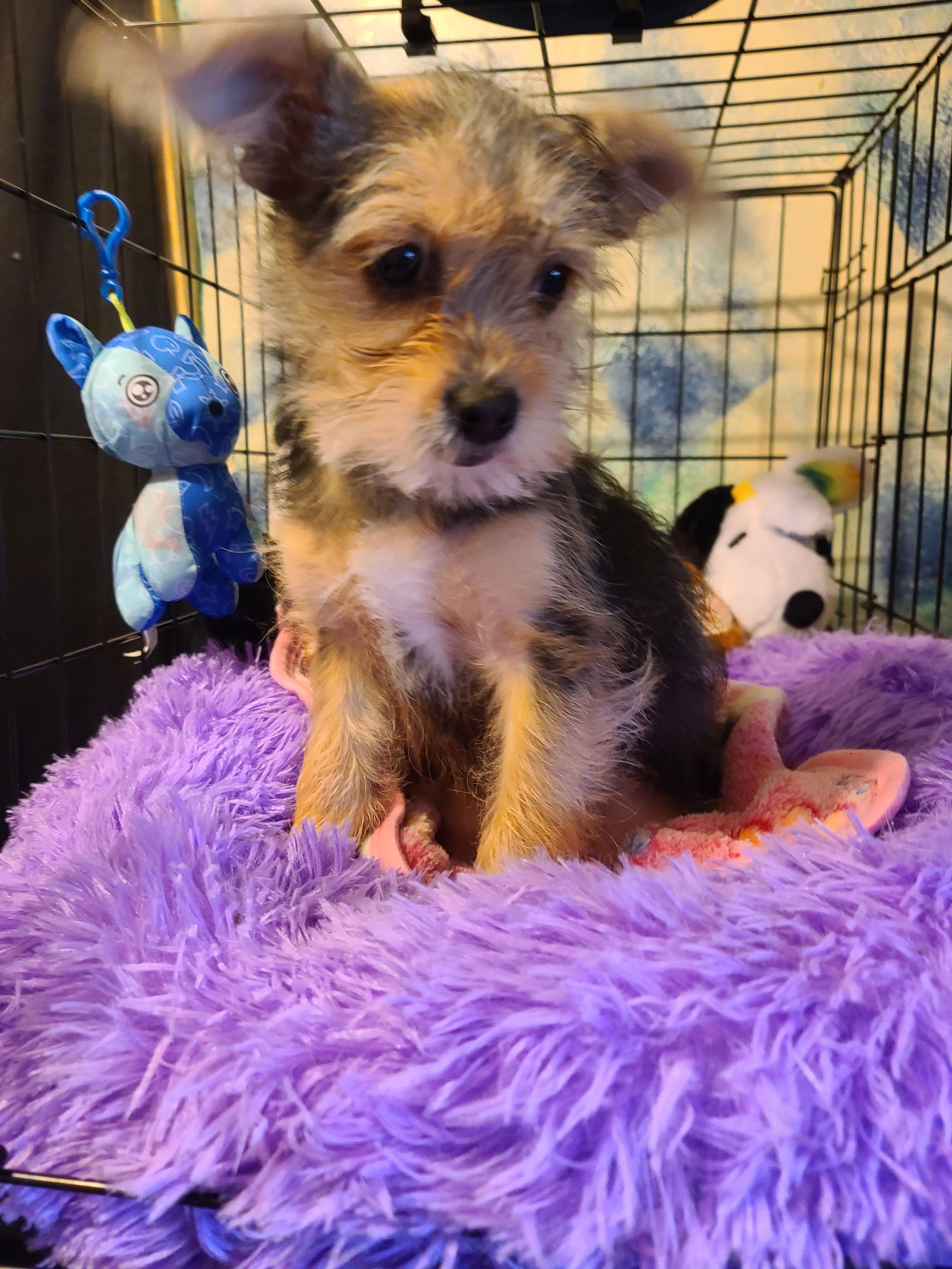 Enlarge Dixie, a Adoptable mixed breed in Murphys, CA image 2/5