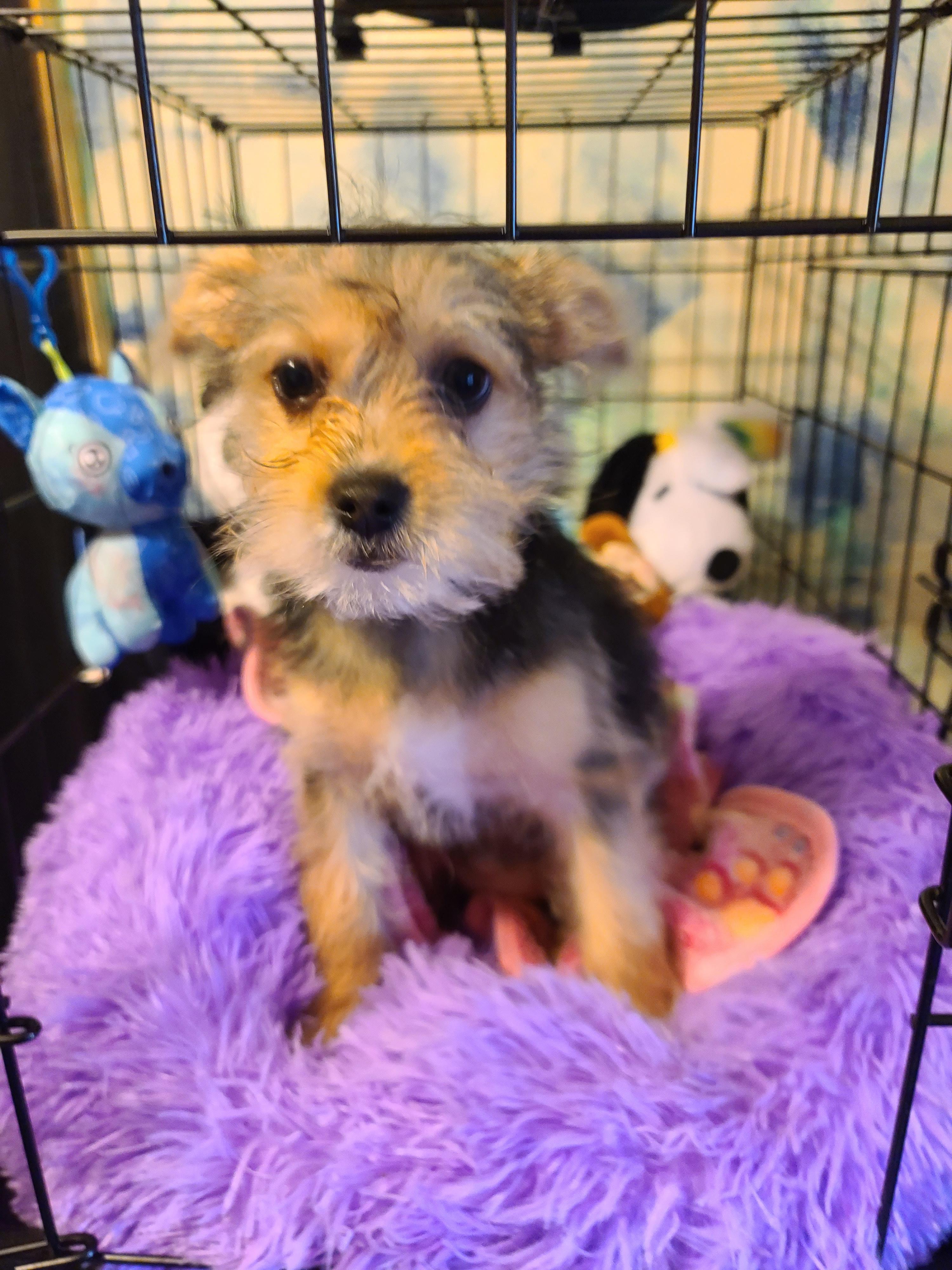 Dixie, Adoptable, Puppy Female Miniature Poodle & Shih Tzu.