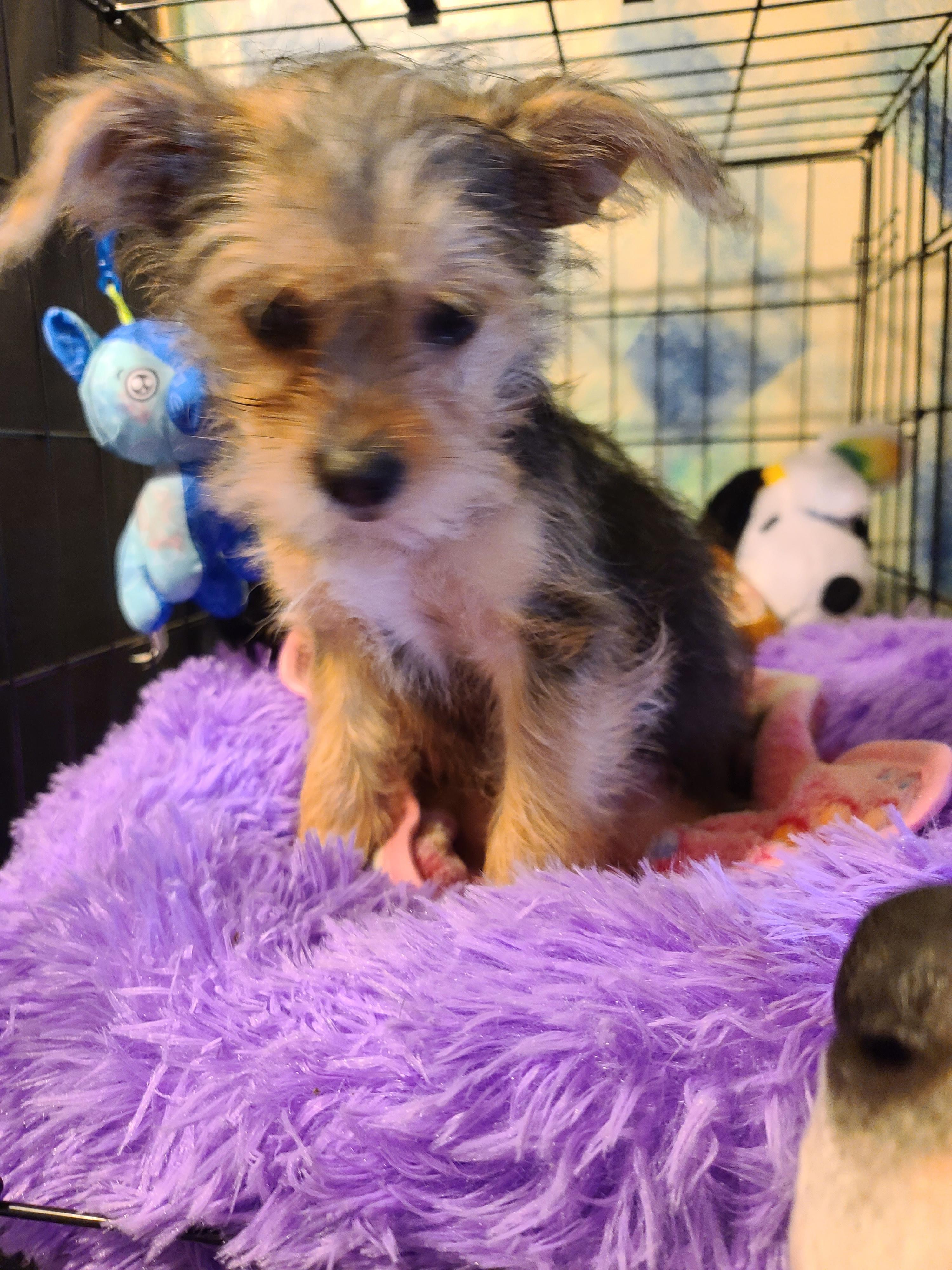 Enlarge Dixie, a Adoptable mixed breed in Murphys, CA image 3/5