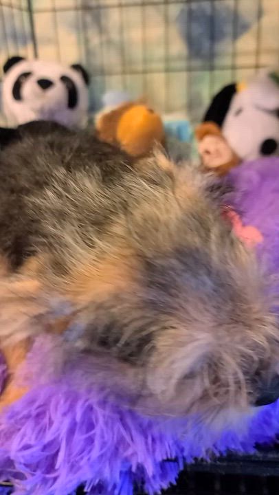 Enlarge Dixie, a Adoptable mixed breed in Murphys, CA video 4/5