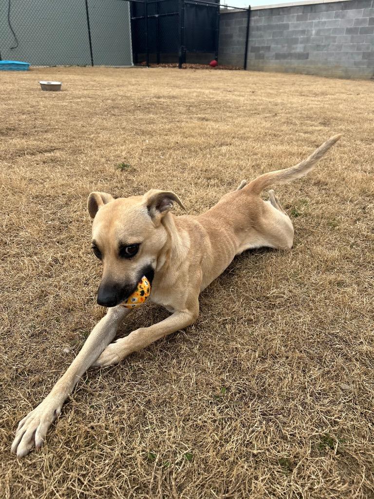Chaos, Adoptable, Young Male Terrier.