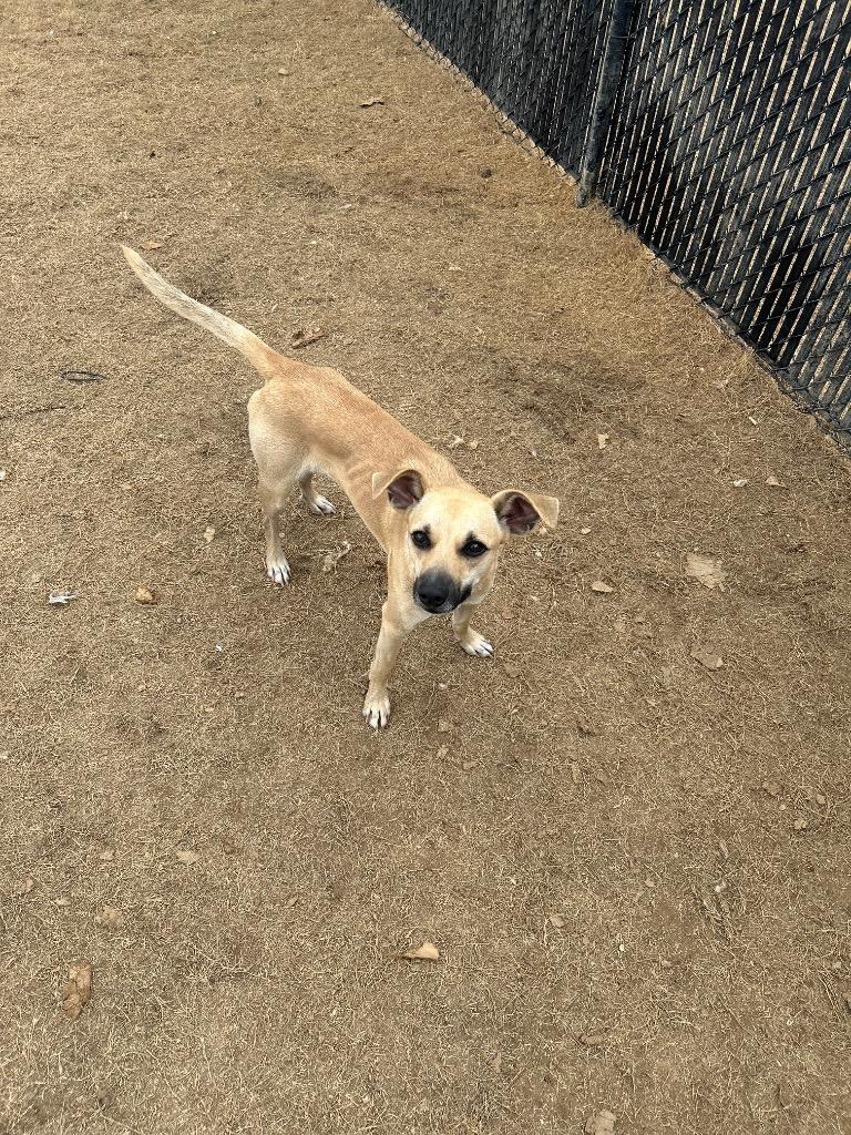 Enlarge Chaos, a Adoptable mixed breed in East Ridge, TN image 2/5