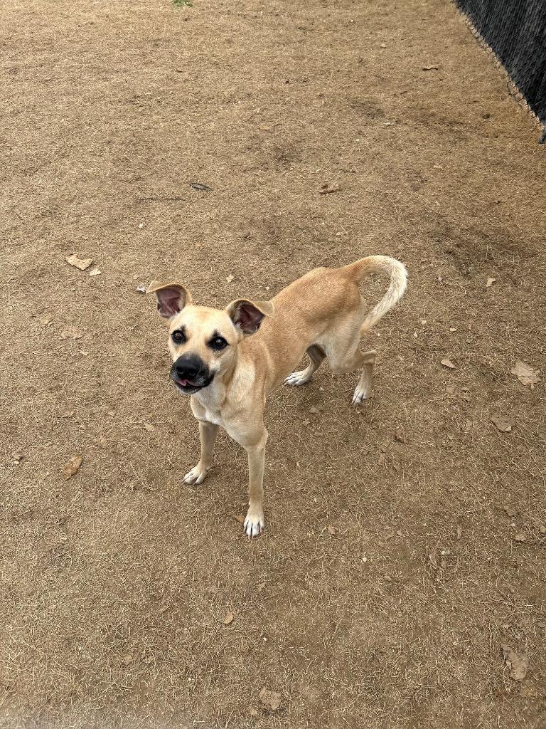 Enlarge Chaos, a Adoptable mixed breed in East Ridge, TN image 3/5