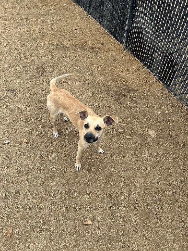 Enlarge Chaos, a Adoptable mixed breed in East Ridge, TN image 4/5