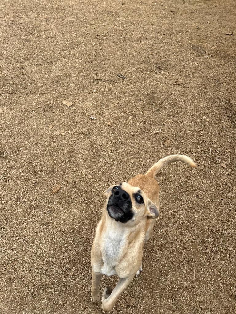 Enlarge Chaos, a Adoptable mixed breed in East Ridge, TN image 5/5