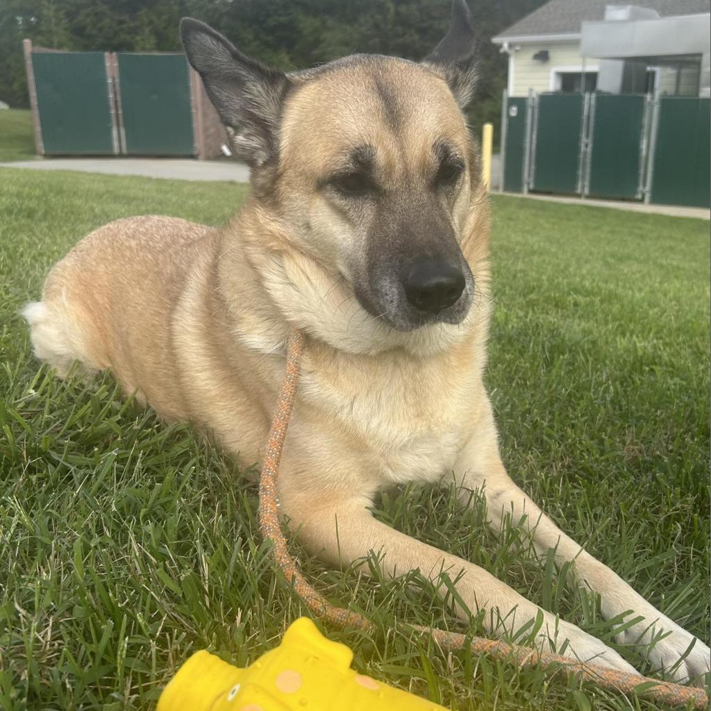 Bonnie, Adoptable, Adult Female Shepherd.