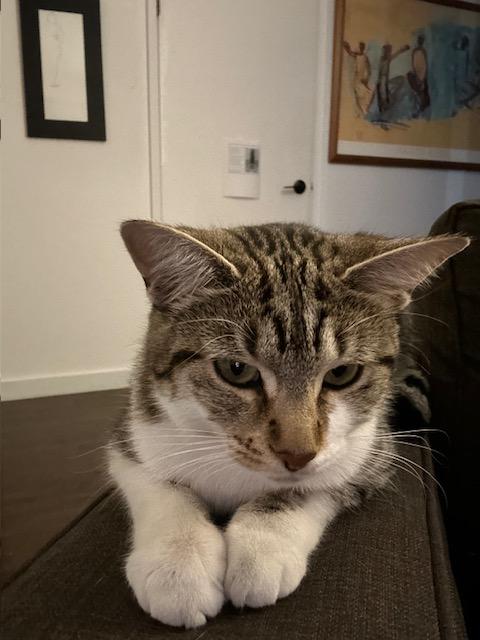 Charlotte, Adoptable, Young Female Tabby.