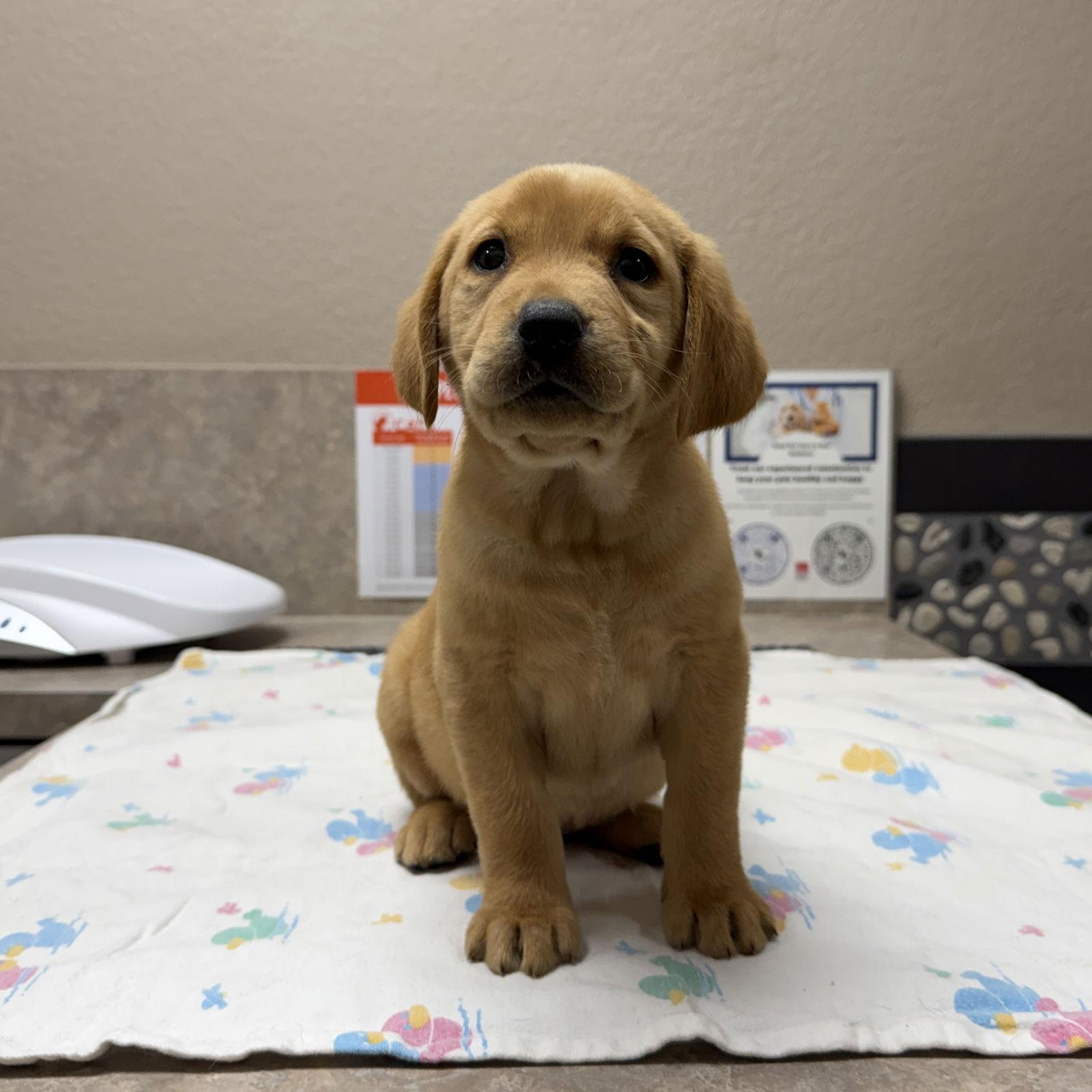Brulee, Adoptable, Puppy Female Labrador Retriever.