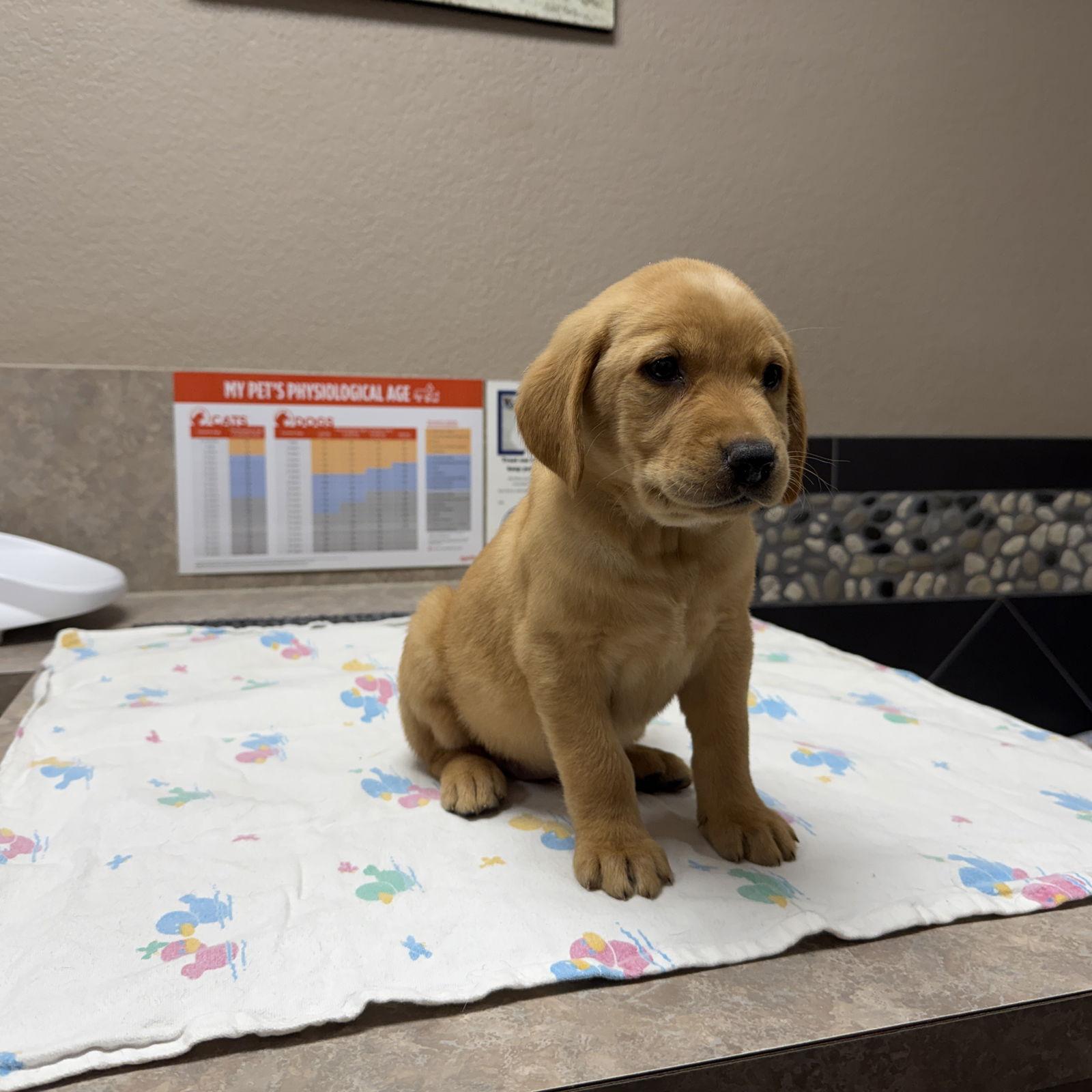 Enlarge Brulee, a Adoptable Labrador Retriever in Denton, TX image 2/2