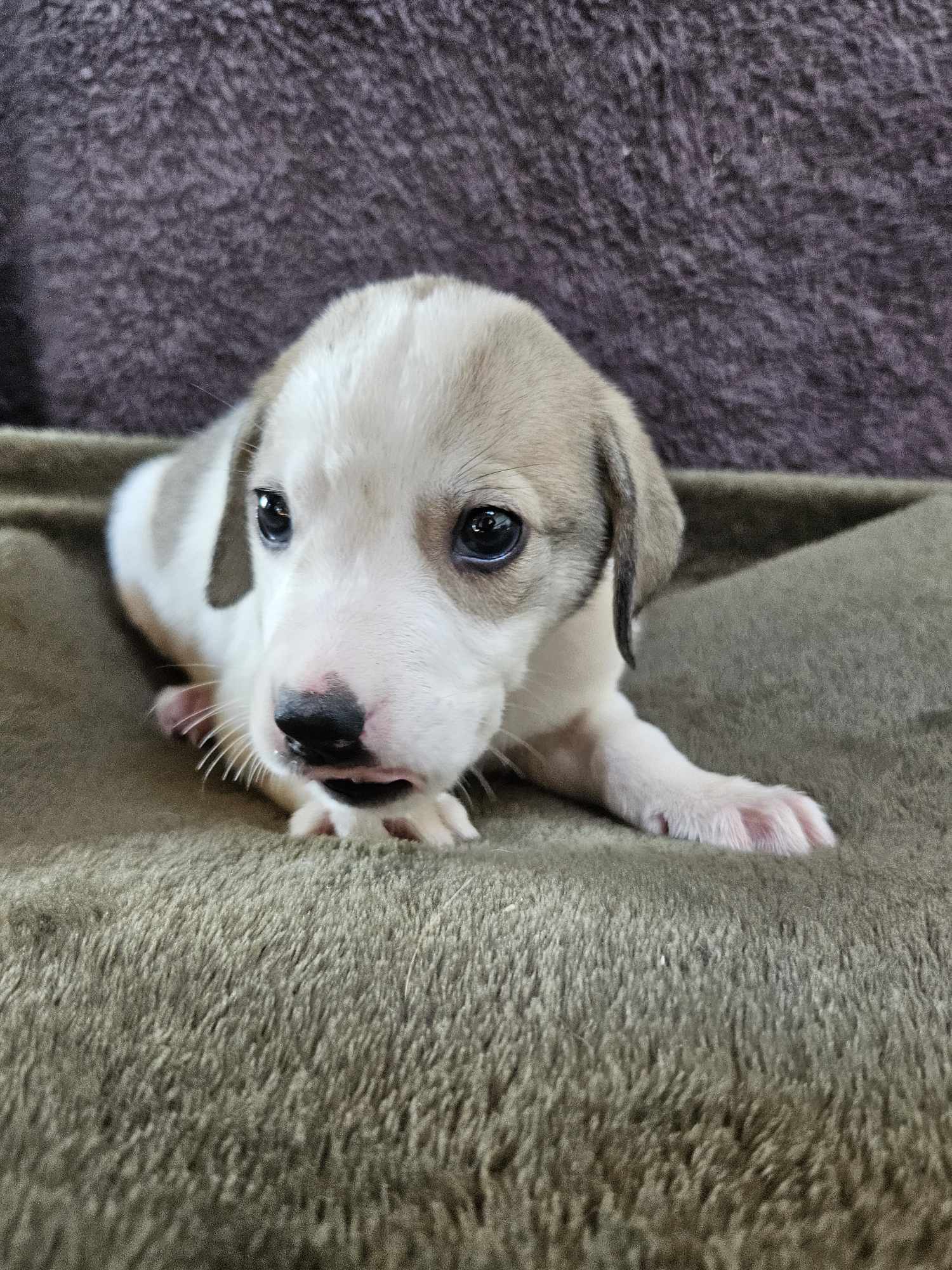Dog for adoption Escher, an Australian Shepherd Mix in Janesville, WI