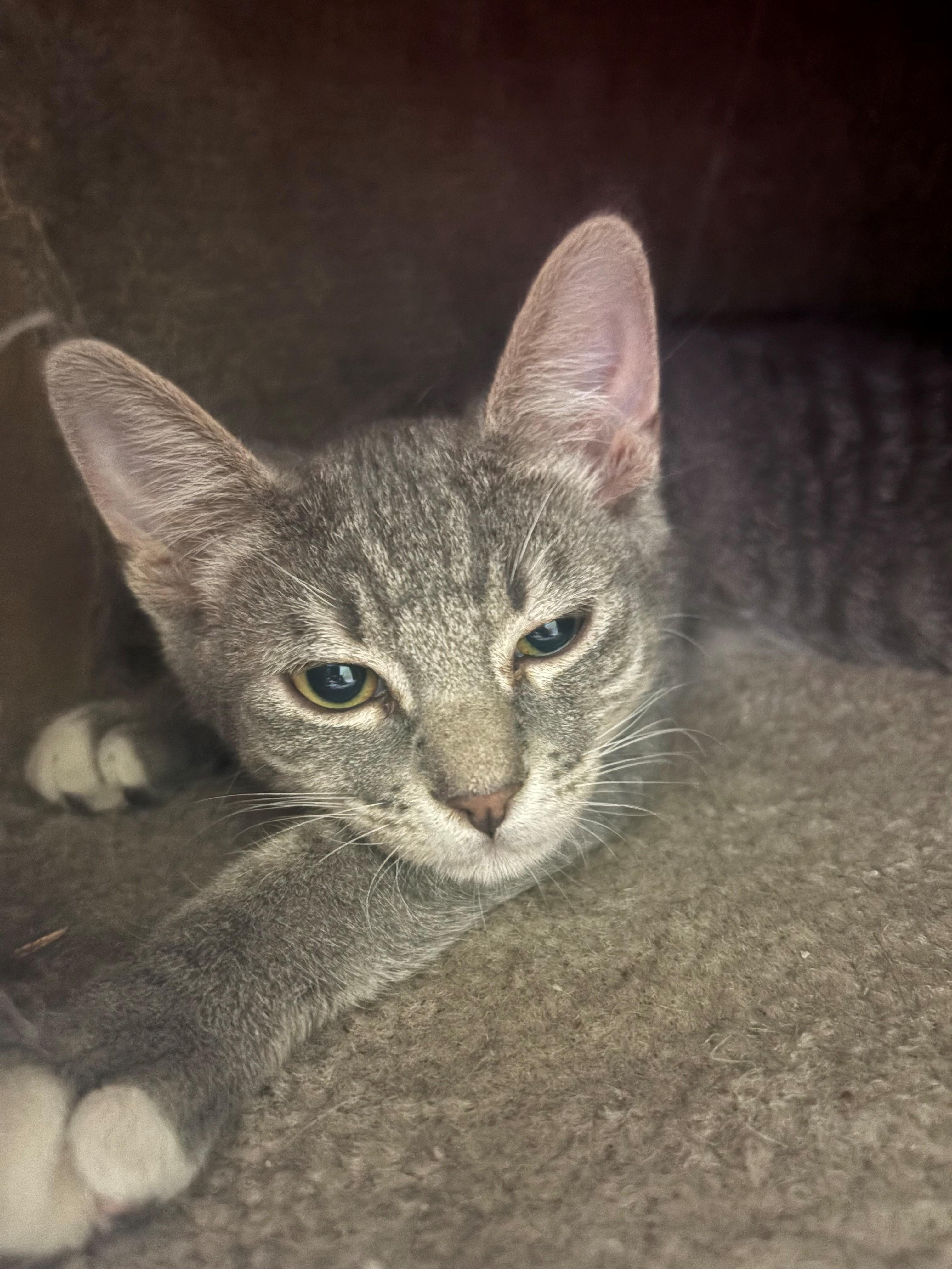 Brad, ADOPTABLE, Kitten Male Domestic Short Hair.