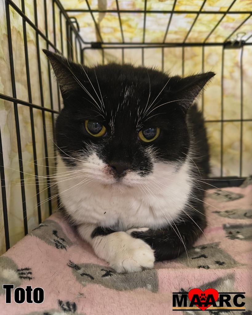 Enlarge Toto, a Adoptable mixed breed in Maryville, TN image 1/1