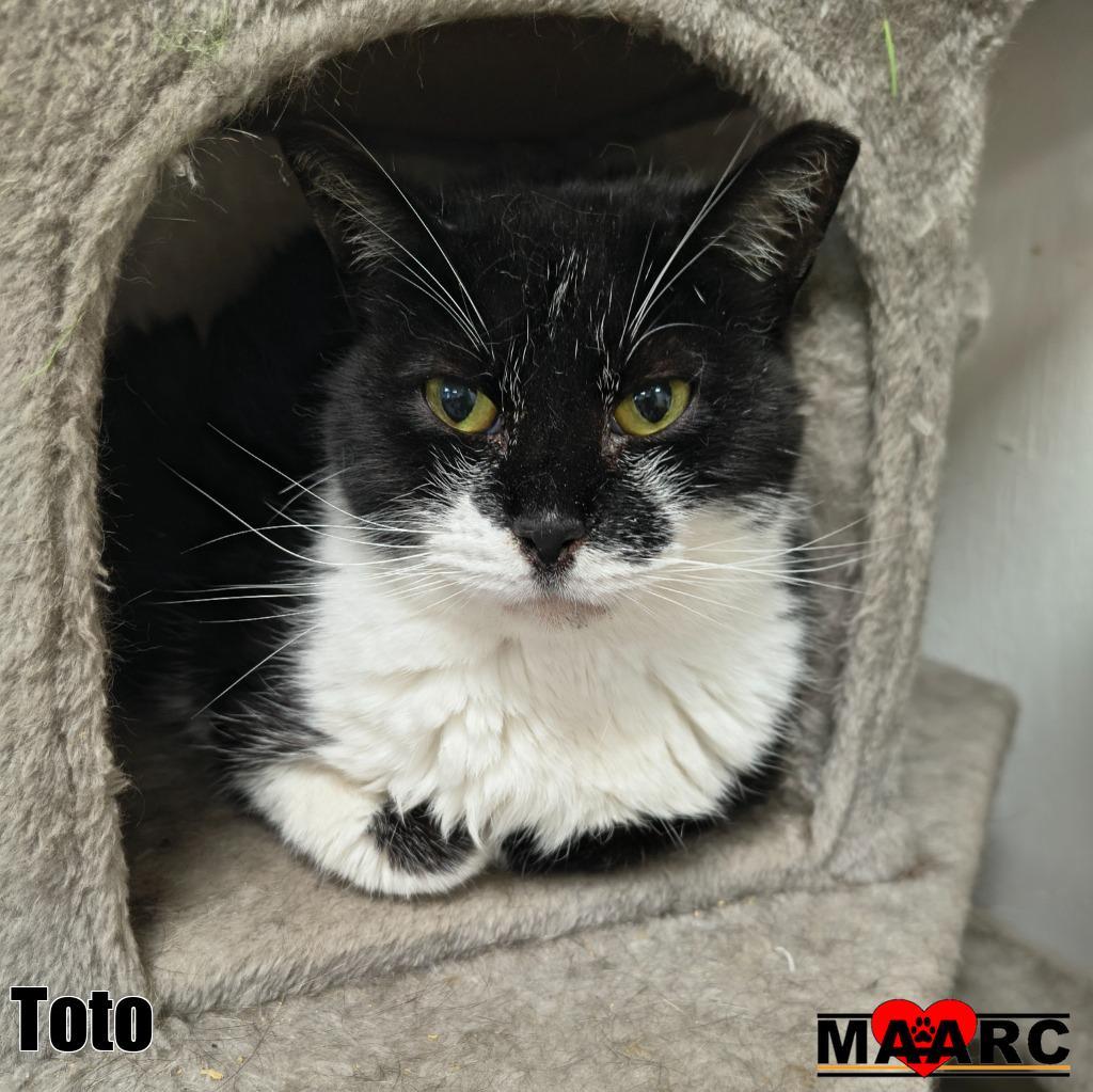 Enlarge Toto, a Adoptable mixed breed in Maryville, TN image 2/2