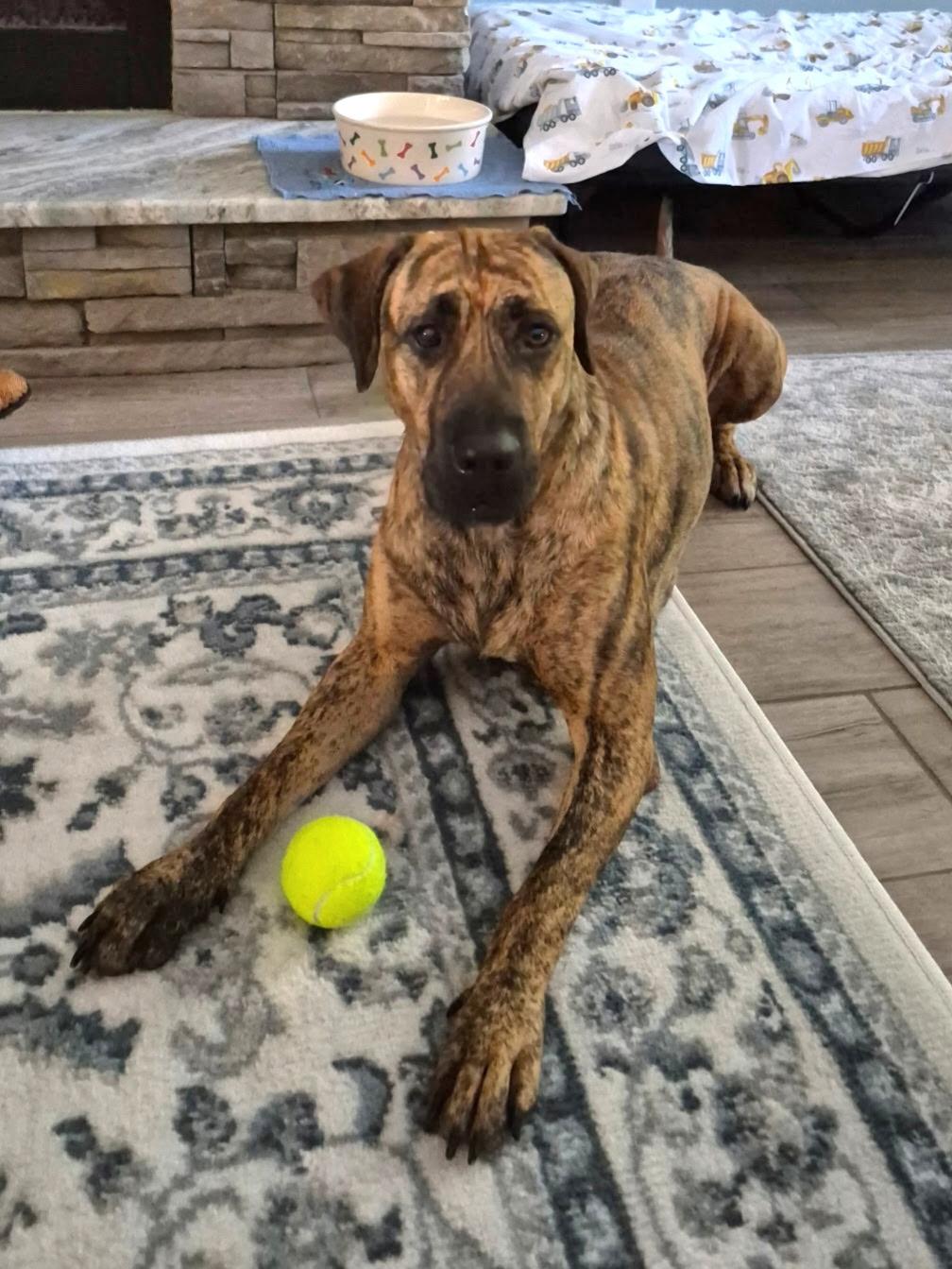 Enlarge Jetta, a ADOPTABLE mixed breed in Navarre, FL image 3/4