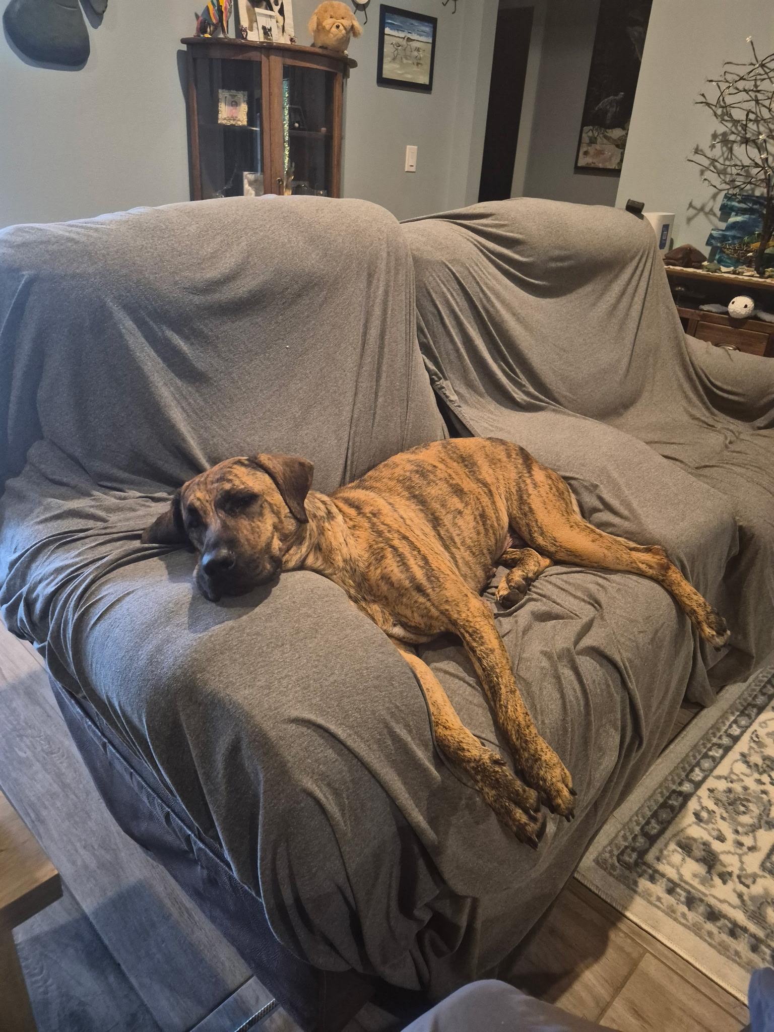 Enlarge Jetta, a ADOPTABLE mixed breed in Navarre, FL image 2/4
