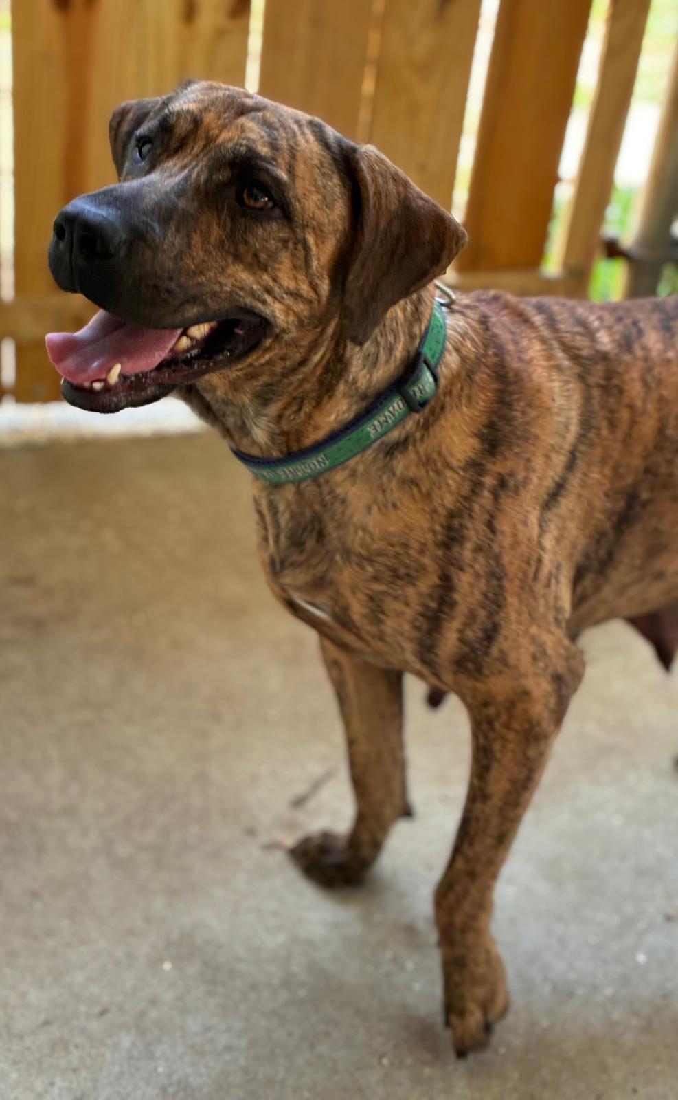 Jetta, a ADOPTABLE mixed breed in Navarre, FL image 6/6