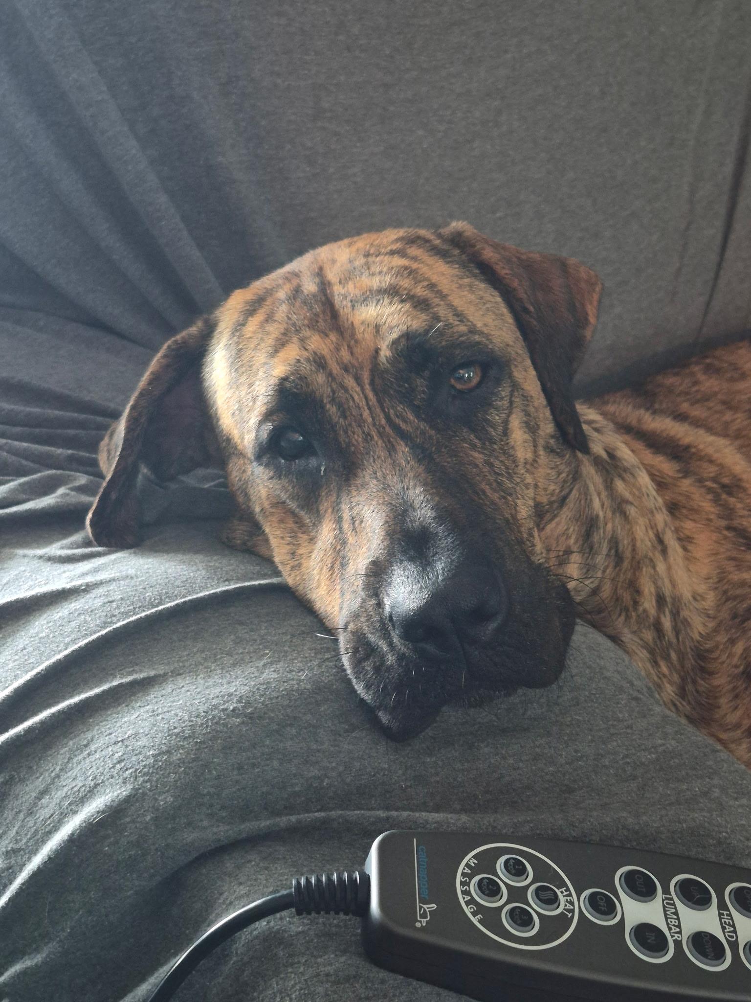 Enlarge Jetta, a ADOPTABLE mixed breed in Navarre, FL image 4/4