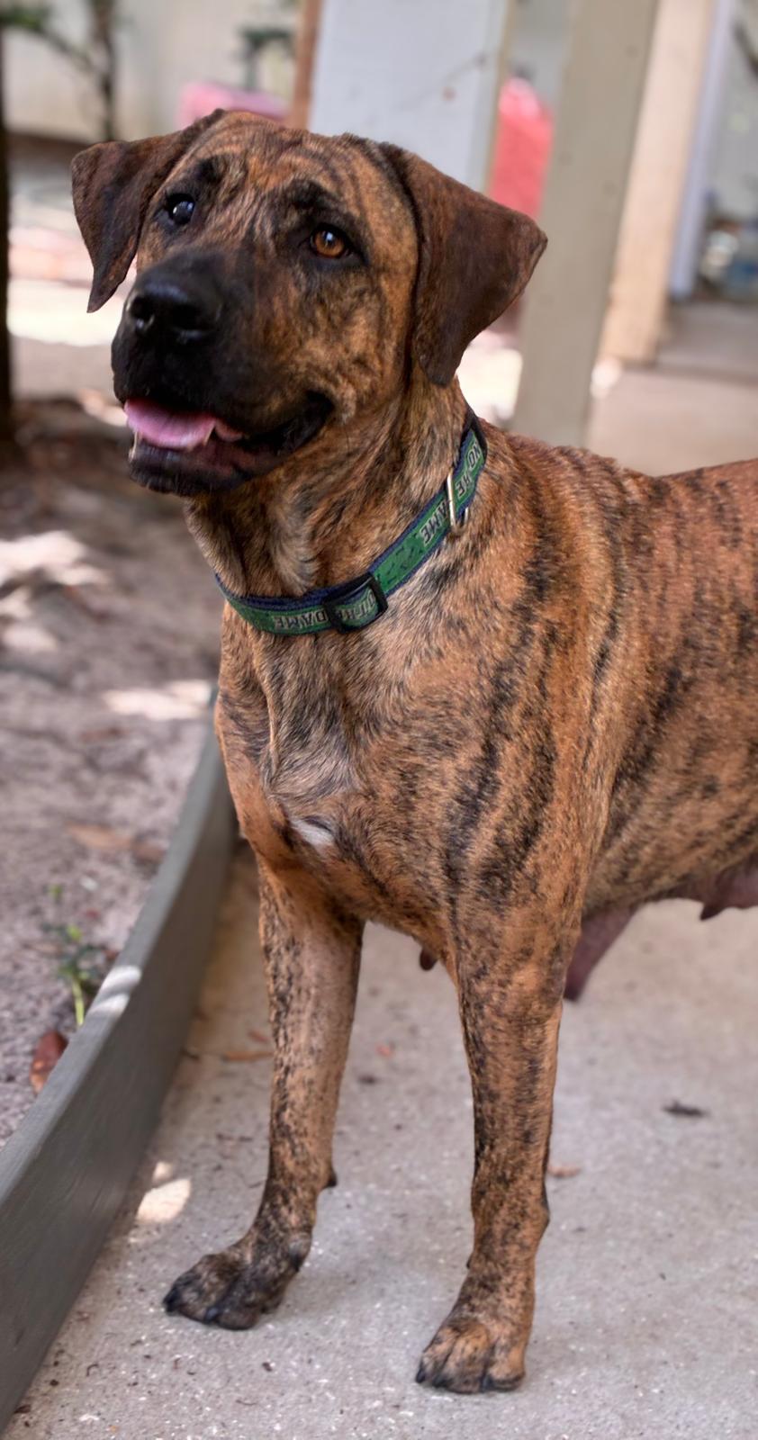 Jetta, a ADOPTABLE mixed breed in Navarre, FL image 5/6