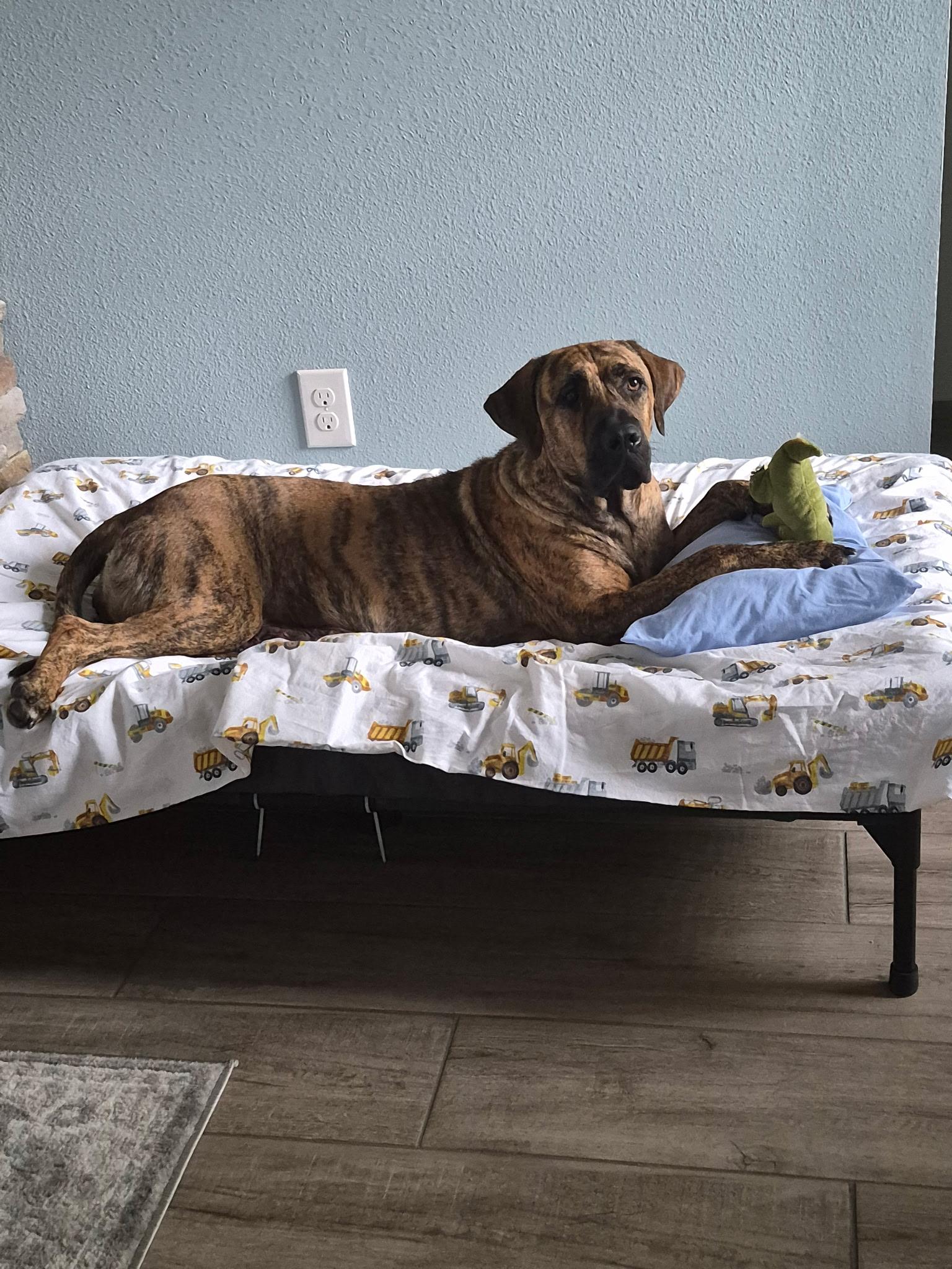 Jetta, ADOPTABLE, Adult Female Great Dane & Plott Hound.