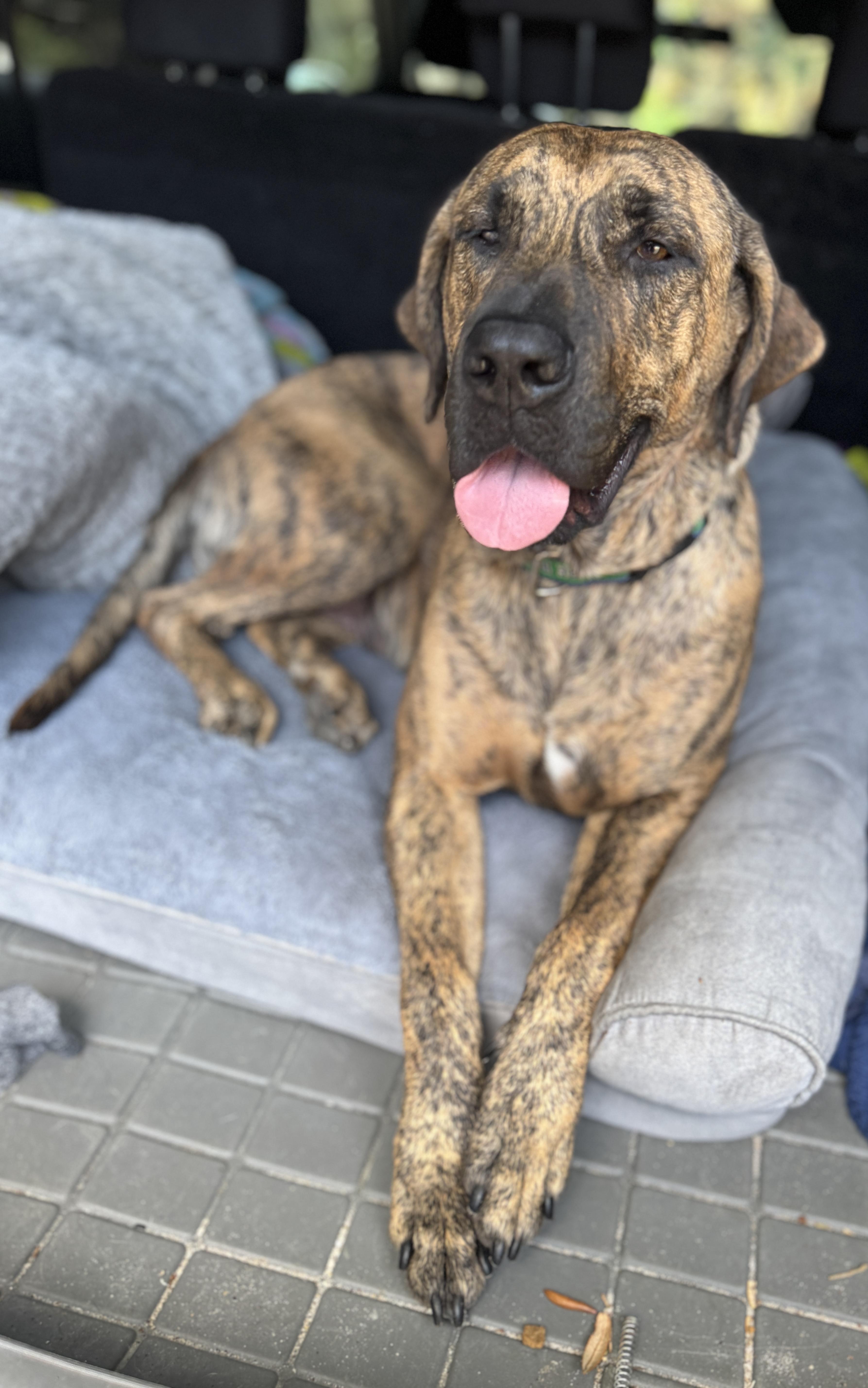 Jetta, a ADOPTABLE mixed breed in Navarre, FL image 4/6