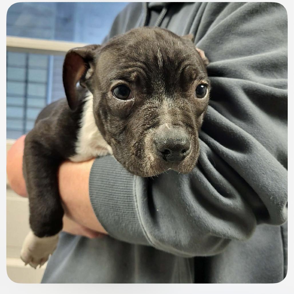 Enlarge Seamus, a Adoptable mixed breed in Joliet, IL image 1/5