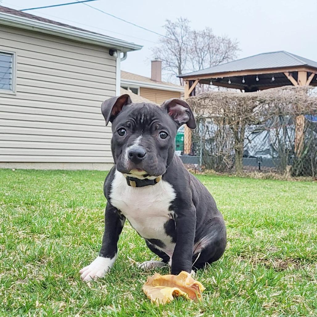 Enlarge Seamus, a Adoptable mixed breed in Joliet, IL image 3/5