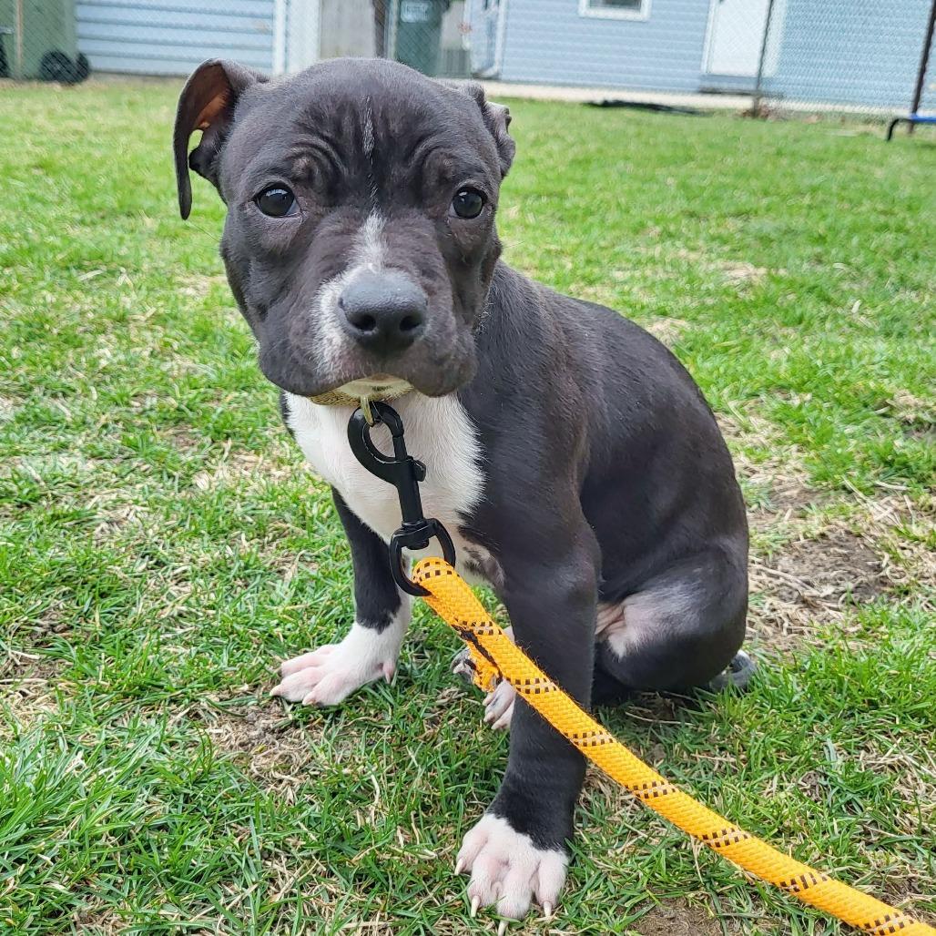 Enlarge Seamus, a Adoptable mixed breed in Joliet, IL image 4/5