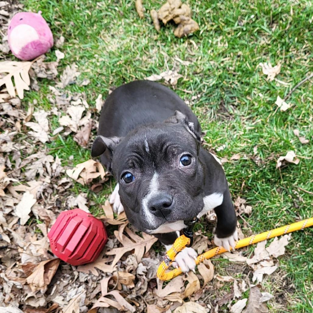 Enlarge Seamus, a Adoptable mixed breed in Joliet, IL image 5/5
