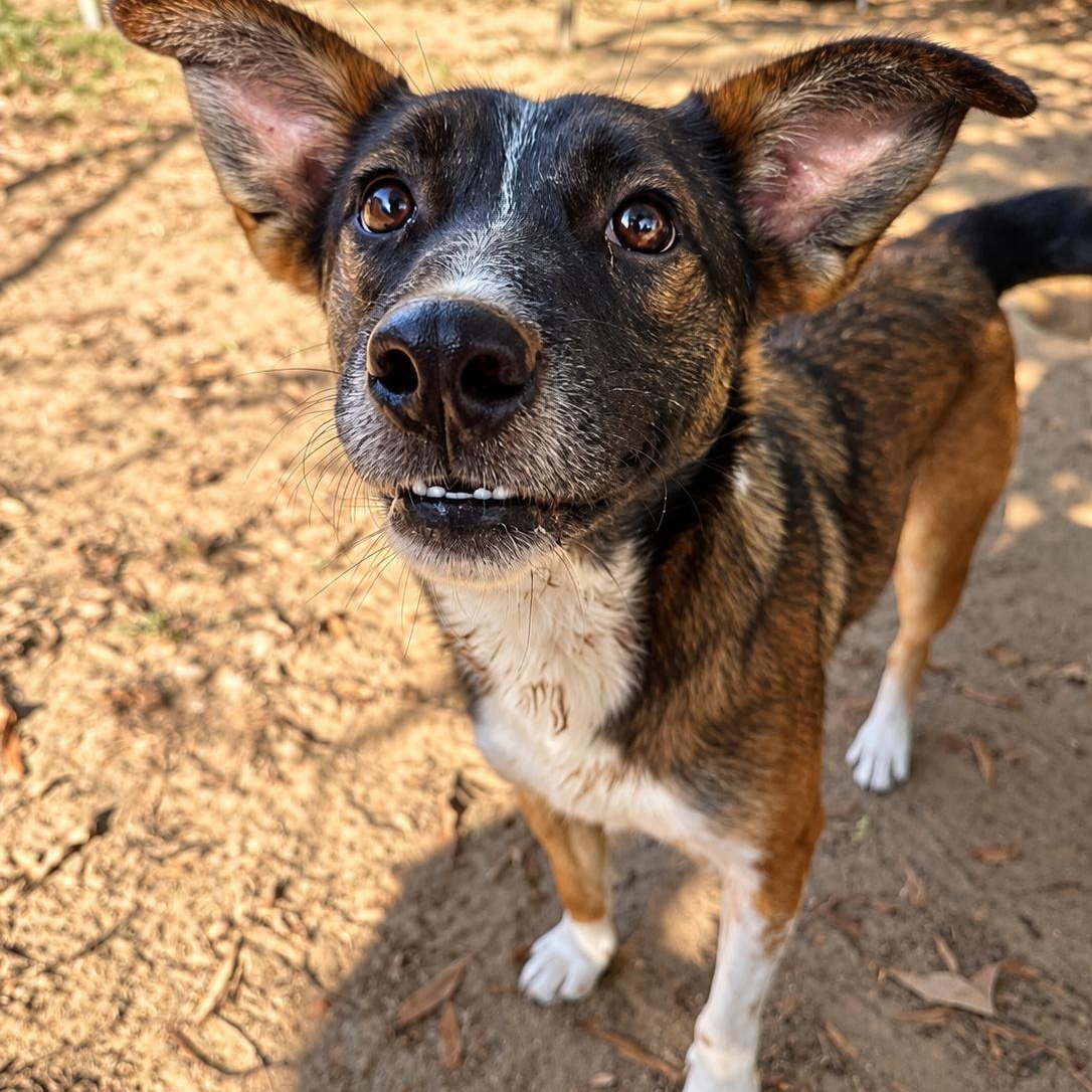 Enlarge Alana, a Adoptable mixed breed in Rossville, TN image 1/5