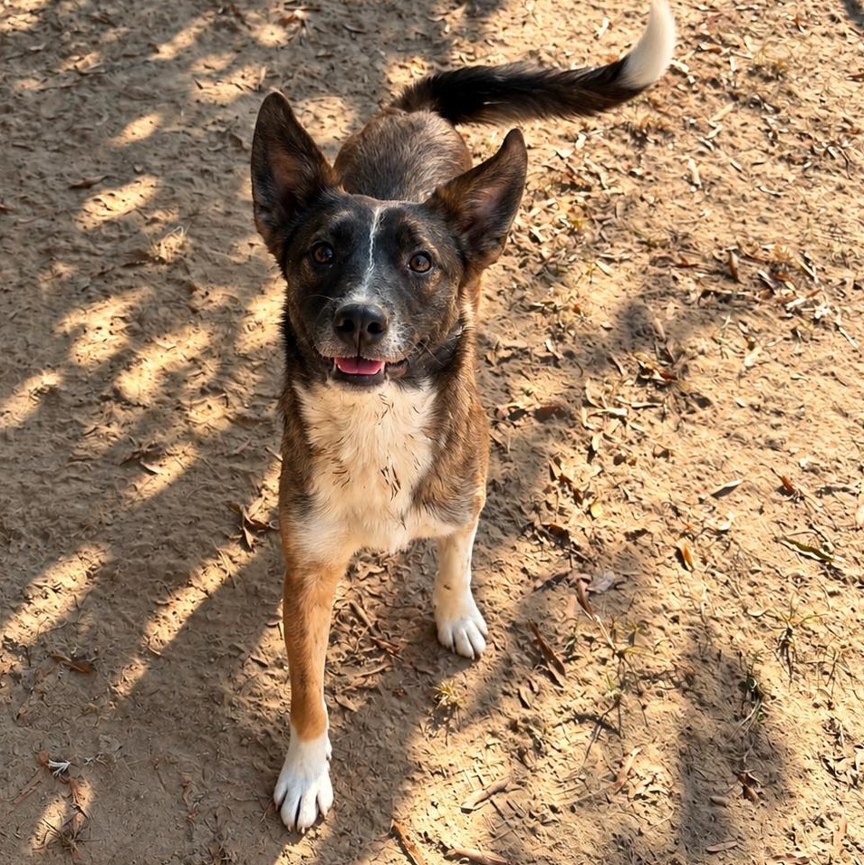 Enlarge Alana, a Adoptable mixed breed in Rossville, TN image 4/5
