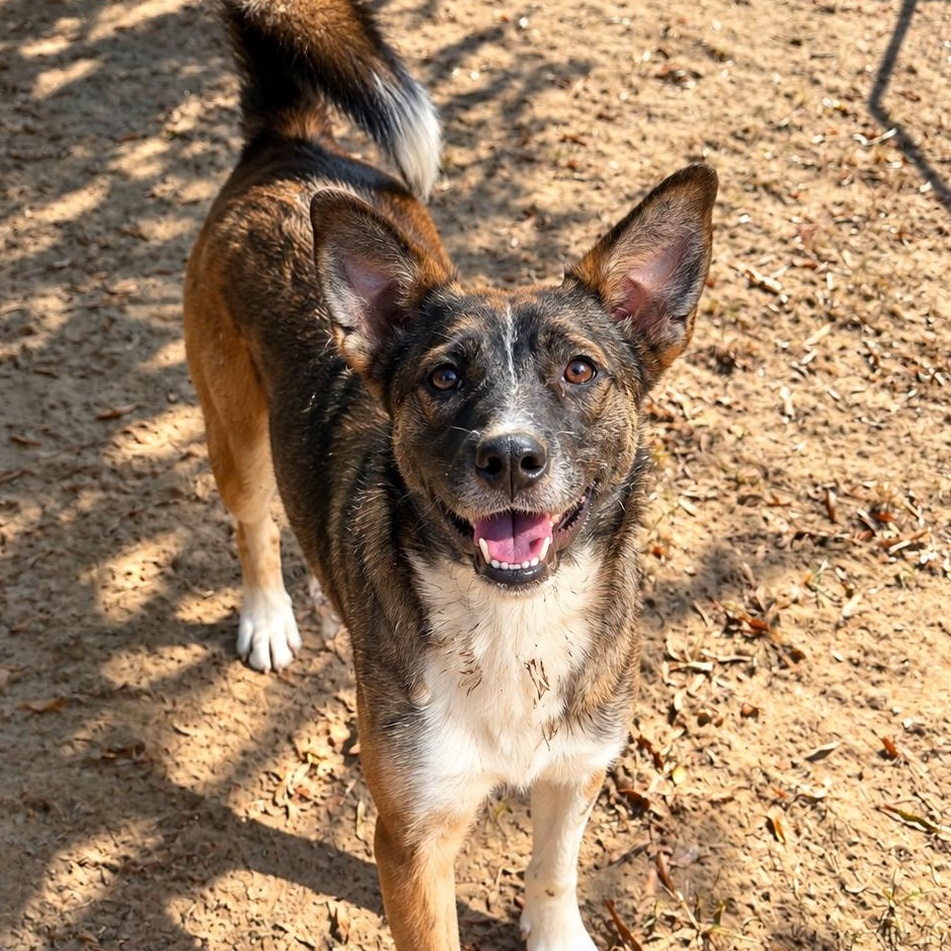 Enlarge Alana, a Adoptable mixed breed in Rossville, TN image 3/5