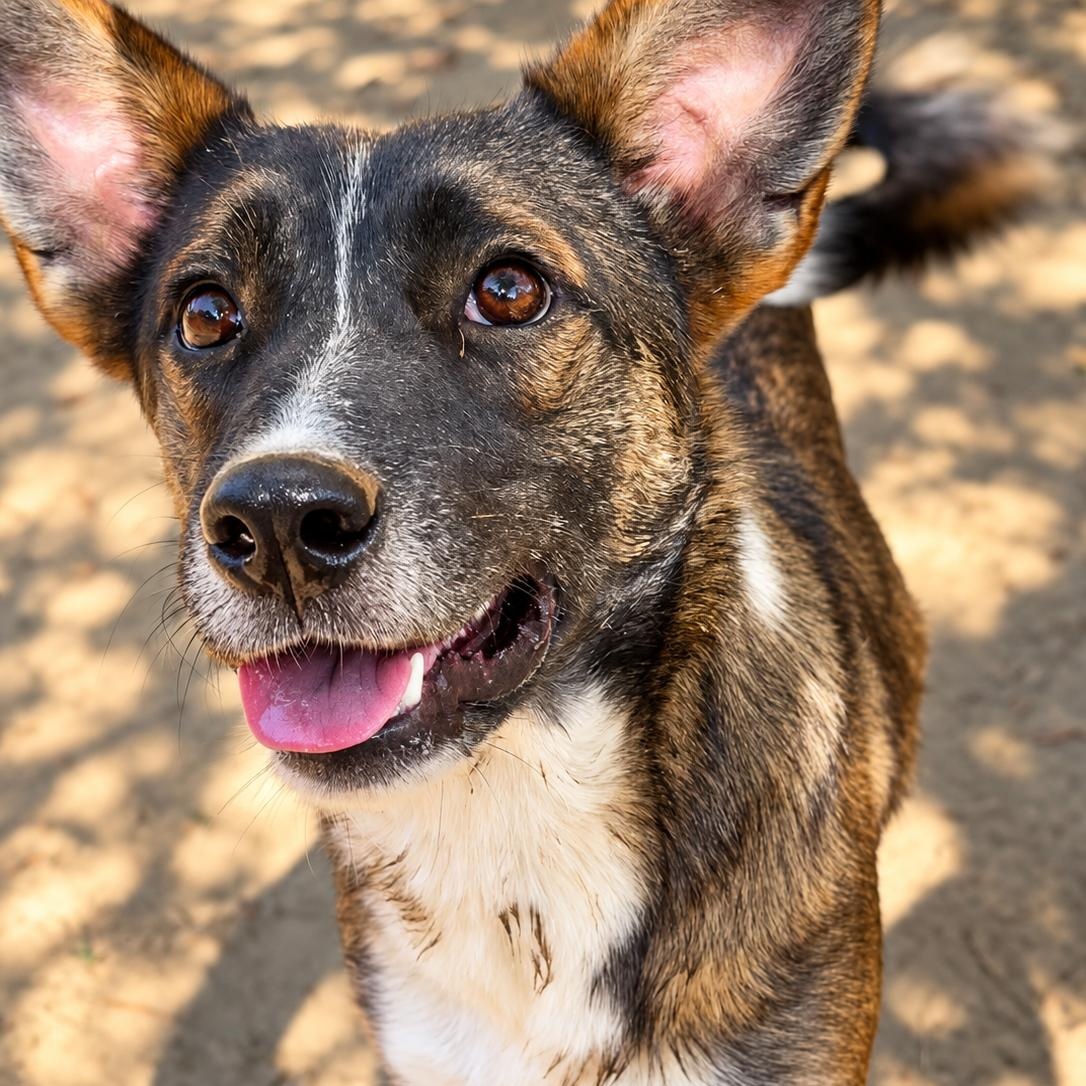 Enlarge Alana, a Adoptable mixed breed in Rossville, TN image 2/5