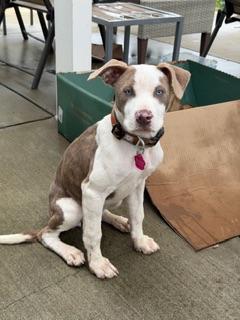 Harley, a ADOPTABLE mixed breed in benicia, CA image 2/5