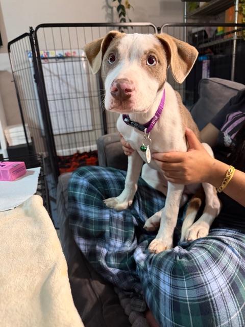 Harley, a ADOPTABLE mixed breed in benicia, CA image 3/5