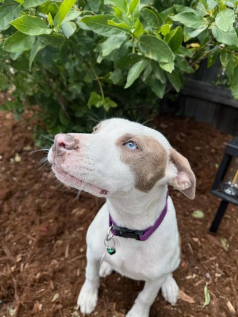 Harley, a ADOPTABLE mixed breed in benicia, CA image 4/5