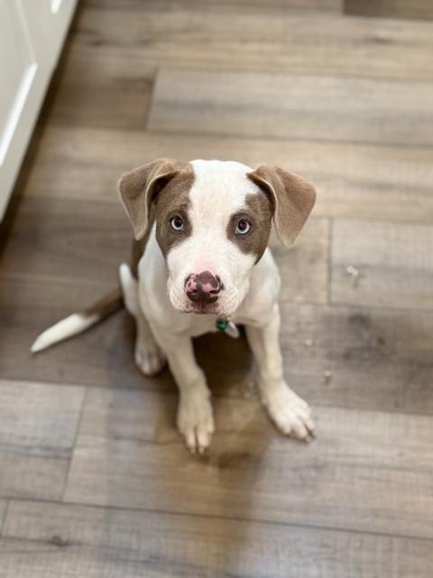 Harley, a ADOPTABLE mixed breed in benicia, CA image 1/5