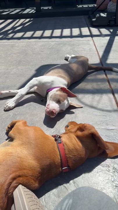Enlarge Harley, a ADOPTABLE mixed breed in benicia, CA video 5/5