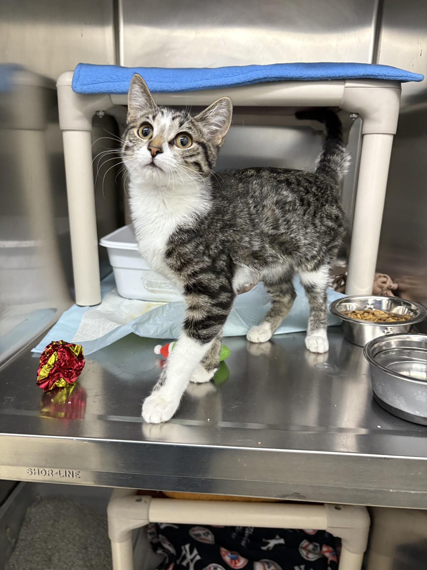 Lilo, adopted, Young Female Domestic Short Hair.