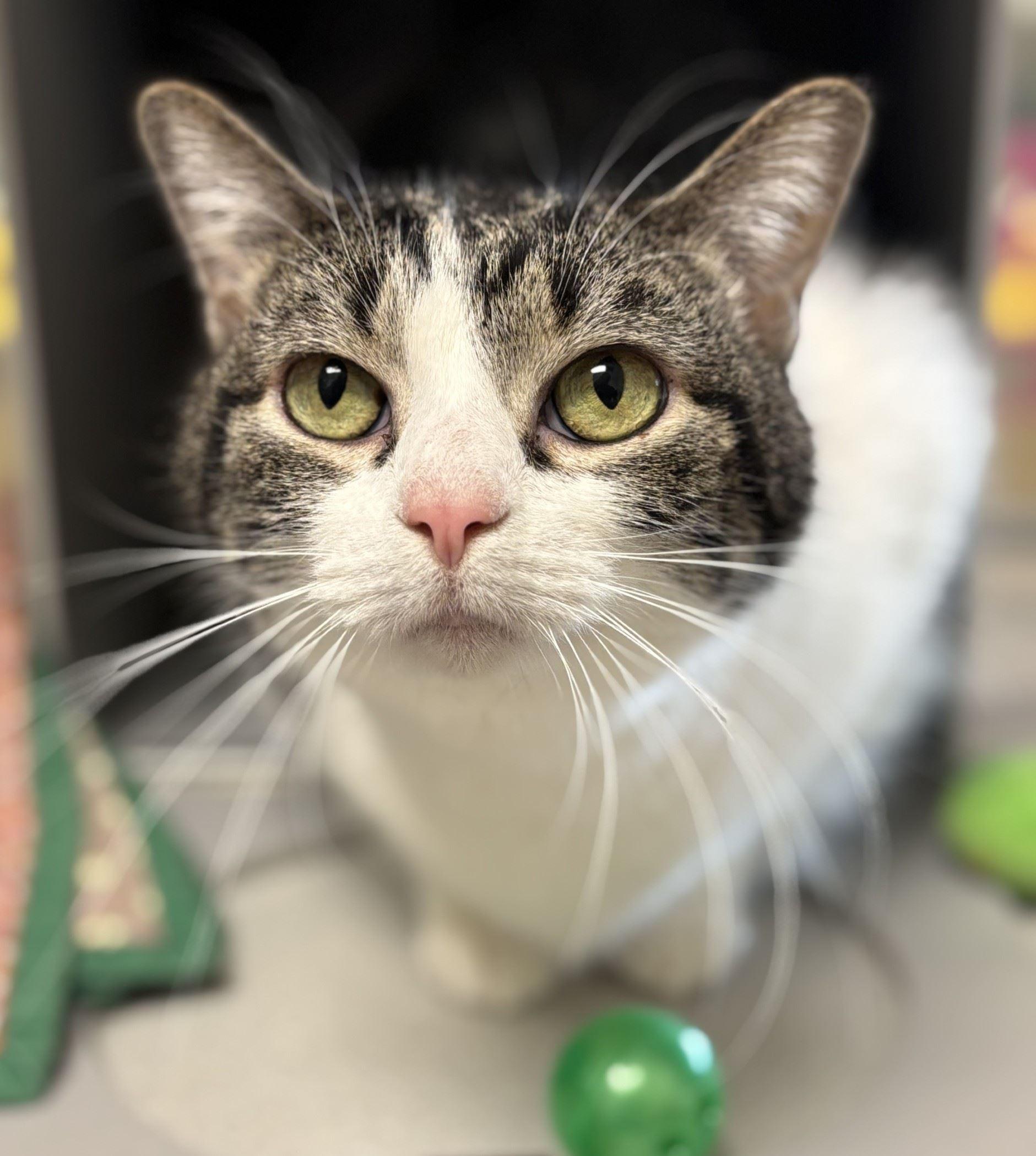 Pico, Adult Female Domestic Short Hair