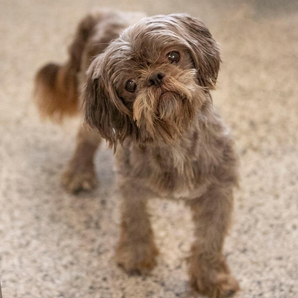 Enlarge Tamarack (AG25-147), a Adoptable Shih Tzu in Peyton, CO image 1/6
