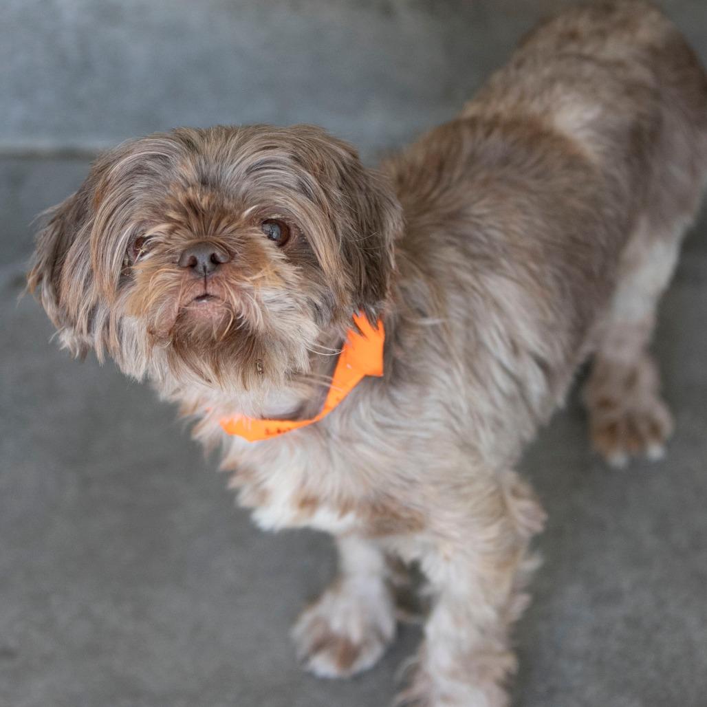 Enlarge Tamarack (AG25-147), a Adoptable Shih Tzu in Peyton, CO image 2/6