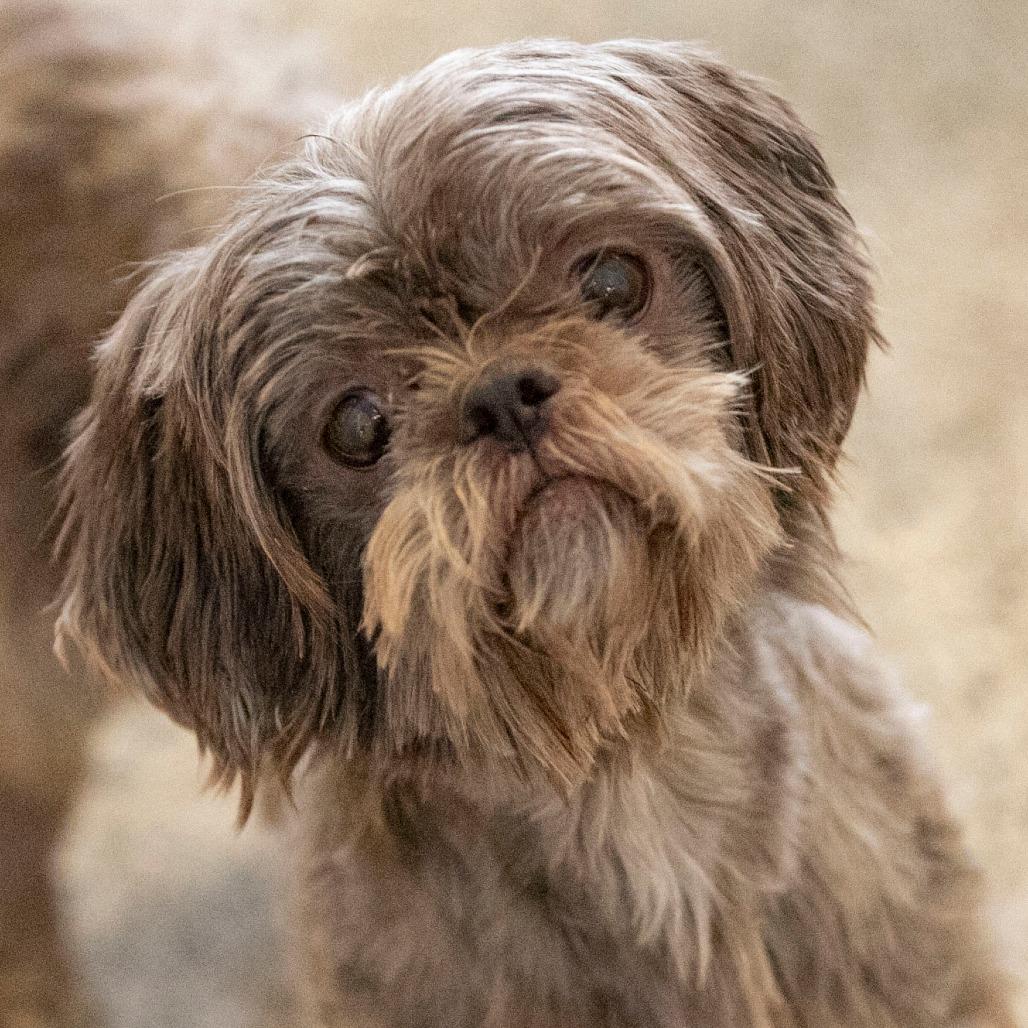 Enlarge Tamarack (AG25-147), a Adoptable Shih Tzu in Peyton, CO image 3/6