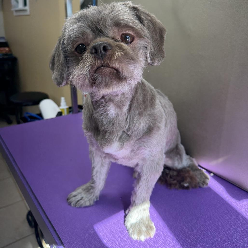 Enlarge Tamarack (AG25-147), a Adoptable Shih Tzu in Peyton, CO image 4/6