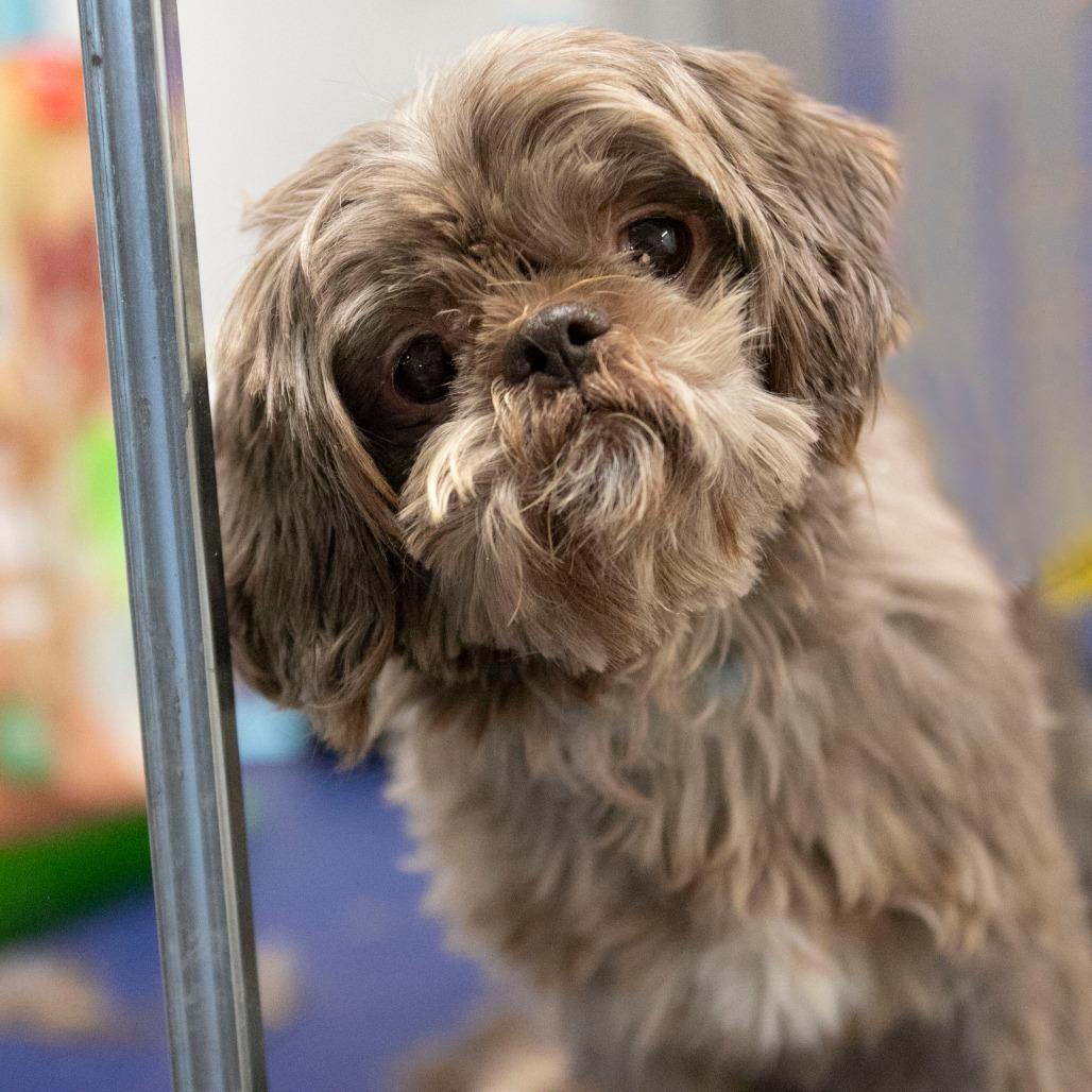 Enlarge Tamarack (AG25-147), a Adoptable Shih Tzu in Peyton, CO image 5/6
