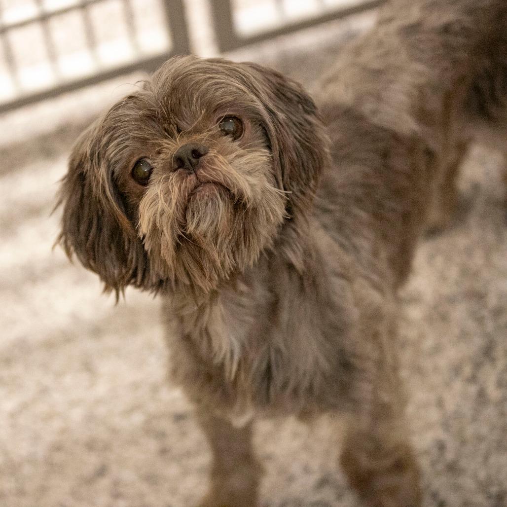 Enlarge Tamarack (AG25-147), a Adoptable Shih Tzu in Peyton, CO image 6/6