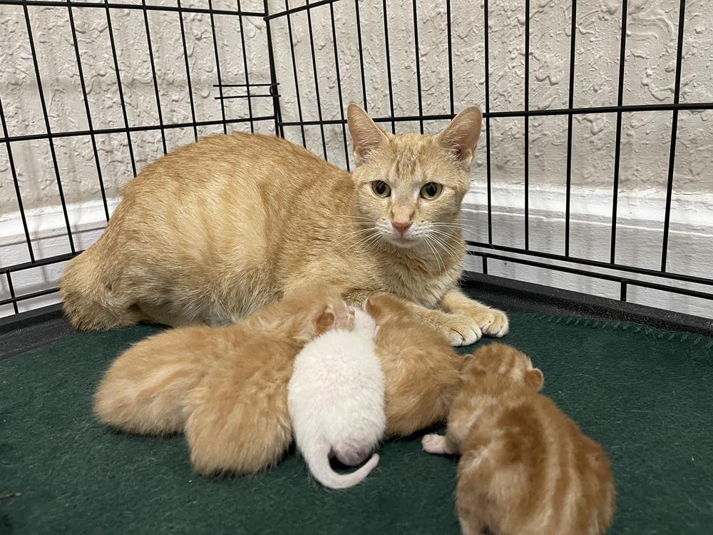 Enlarge Cigarette, a Adoptable Domestic Short Hair in Bolivar, MO image 1/1